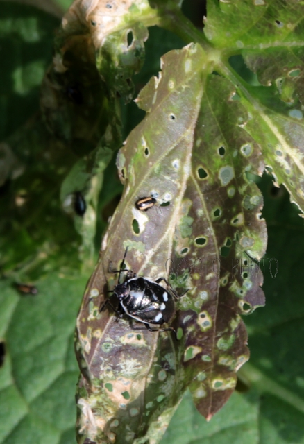 Eurydema oleracea - paréjpoloska Eurydema oleracea - paréjpoloska