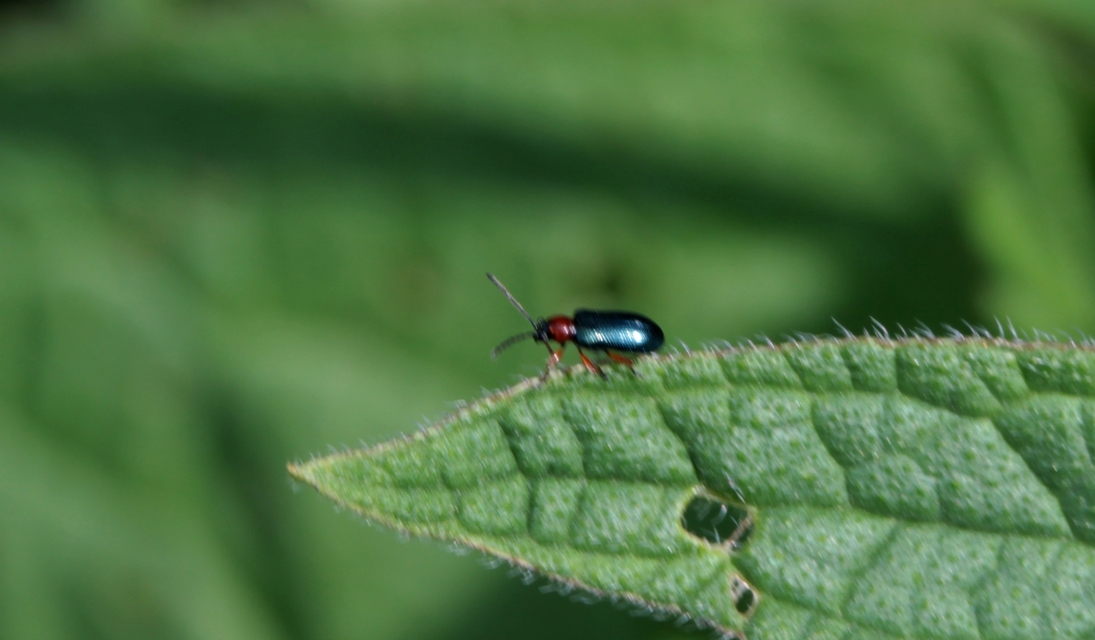 Oulema melanopus/duftschmidi