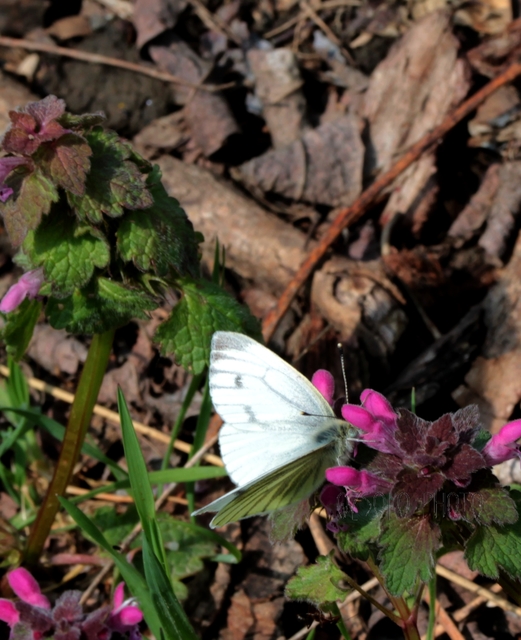Pieris napi - repcelepke