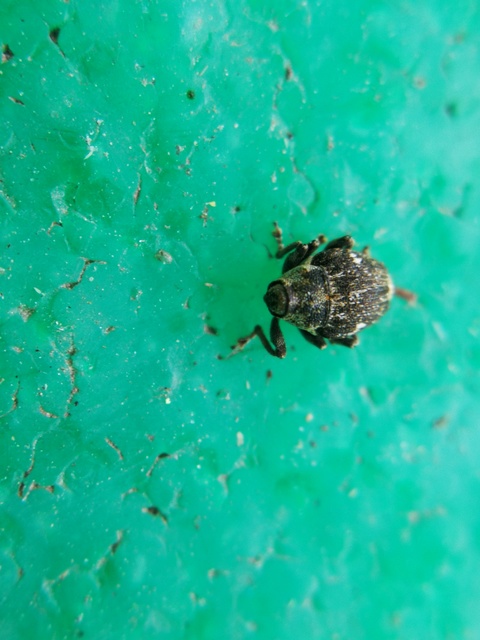Mogulones
