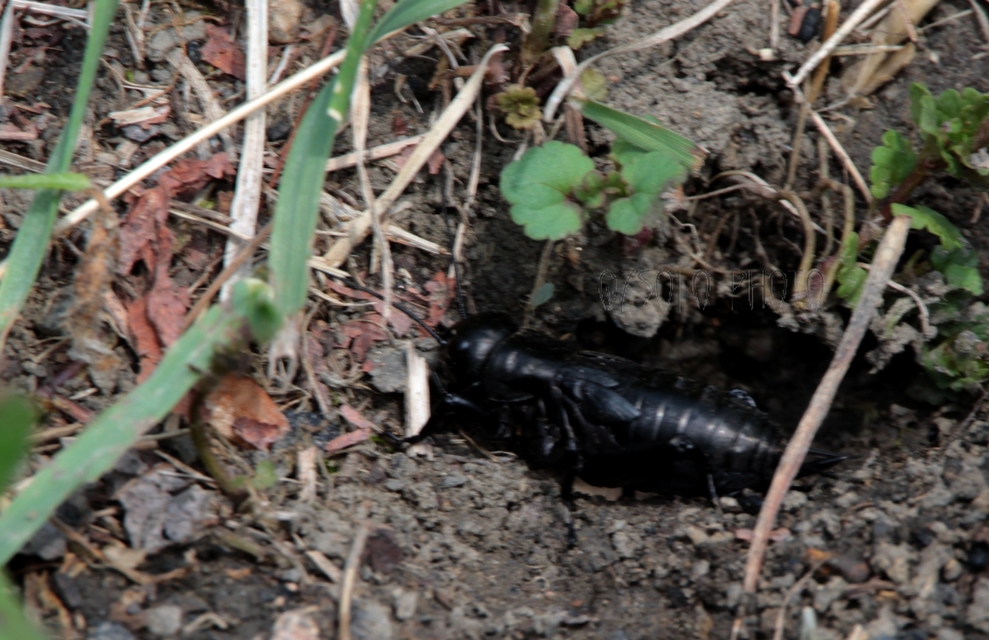 Gryllus campestris - mezei tücsök