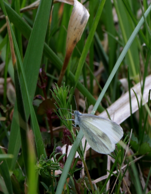 Leptidea sinapis - mustárlepke