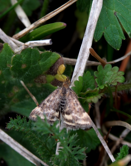 Pyrausta despicata - réti bíbormoly