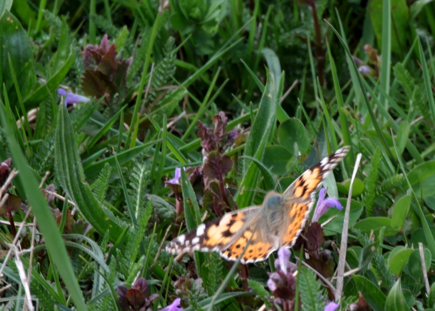 Vanessa cardui - bogáncslepke