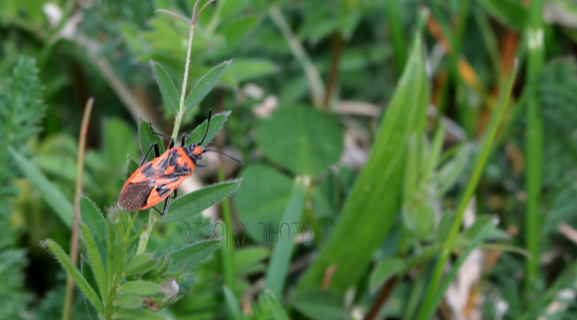 Corizus hyoscyami - piros karimáspoloska