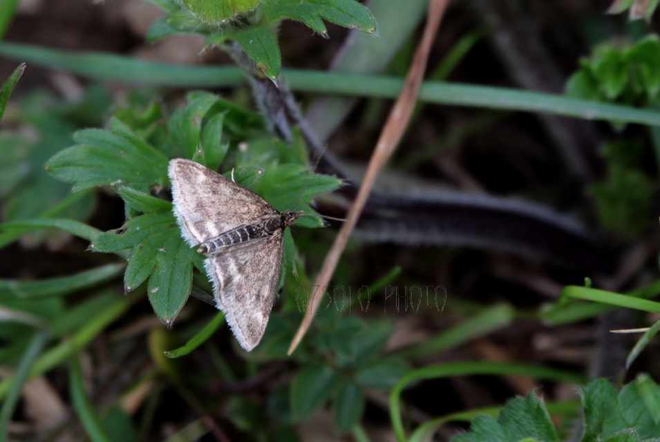 Pyrausta despicata - réti bíbormoly