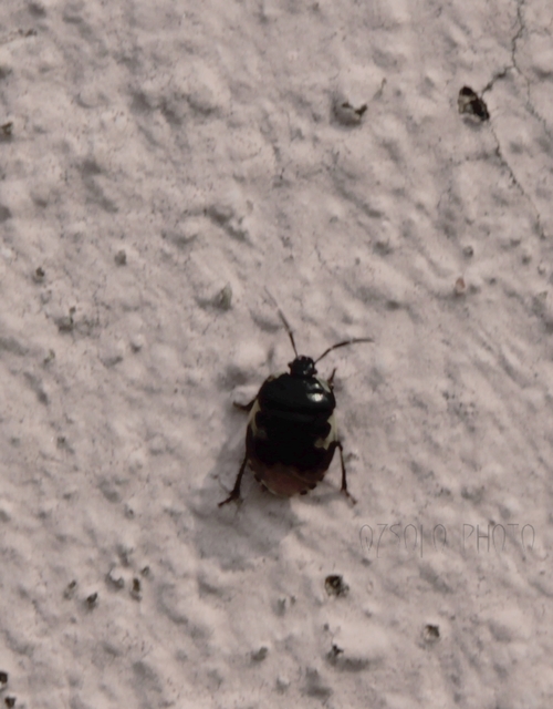 Tritomegas bicolor - foltos földipoloska