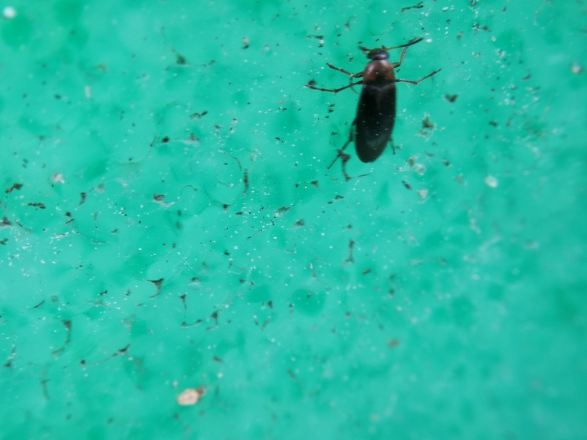 Anaspis varians - változó árvabogár Anaspis varians - változó árvabogár