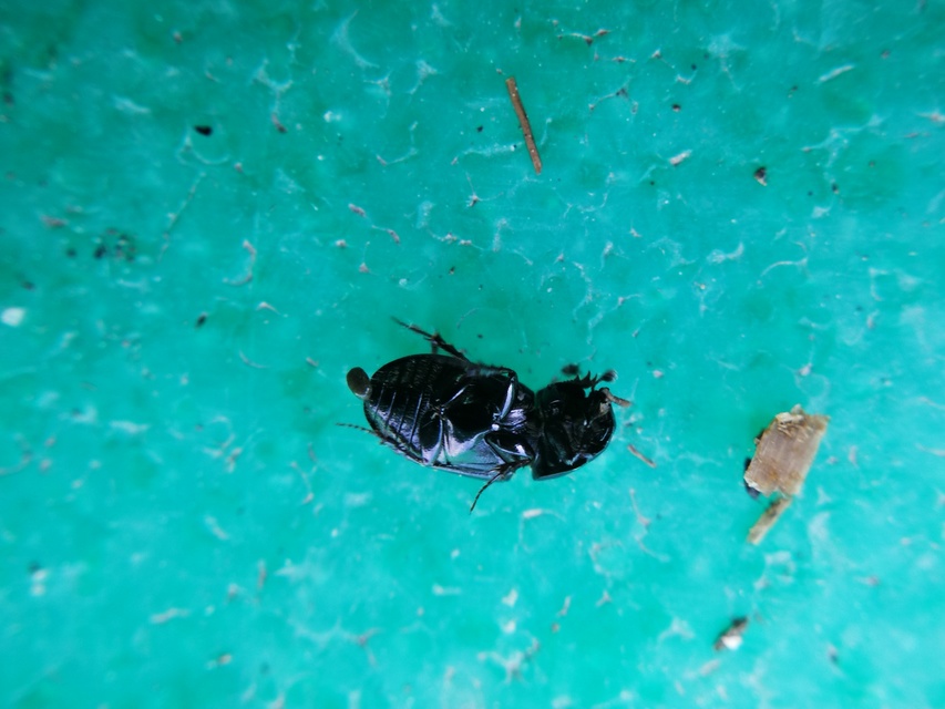 Aphodius varians - változékony trágyabogár