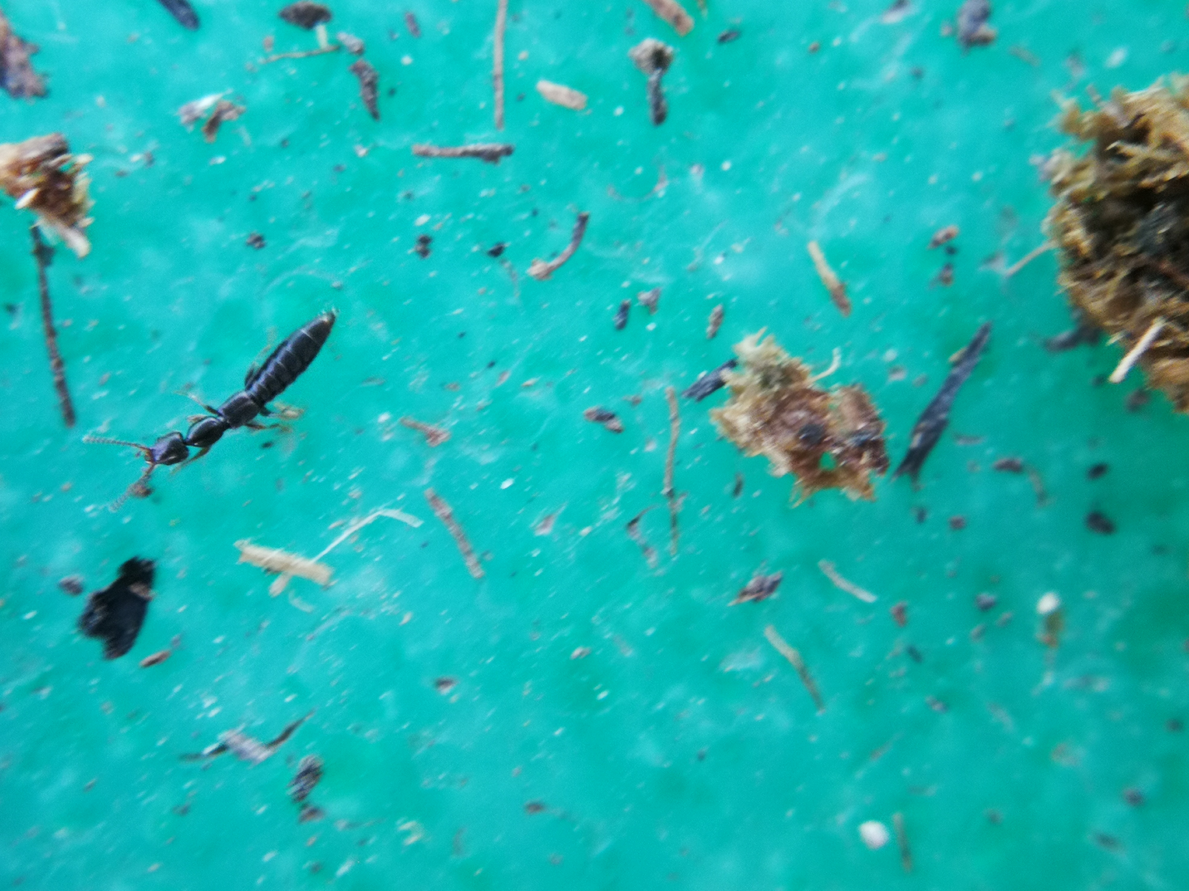 Scopaeus minimus - aprócska turzásholyva