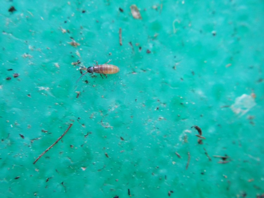 Collembola - Ugróvillások