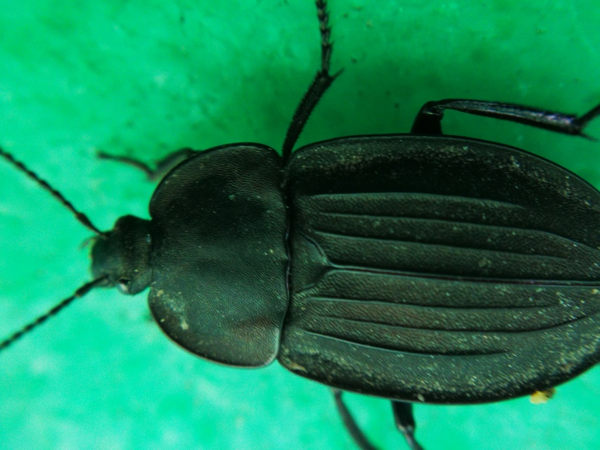 Silpha carinata - karimás dögbogár