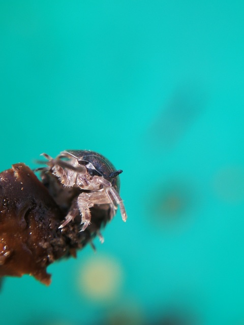 Trachelipus