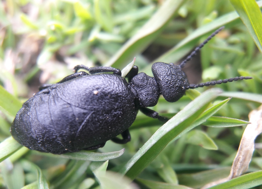 Meloe brevicollis - tar nünüke
