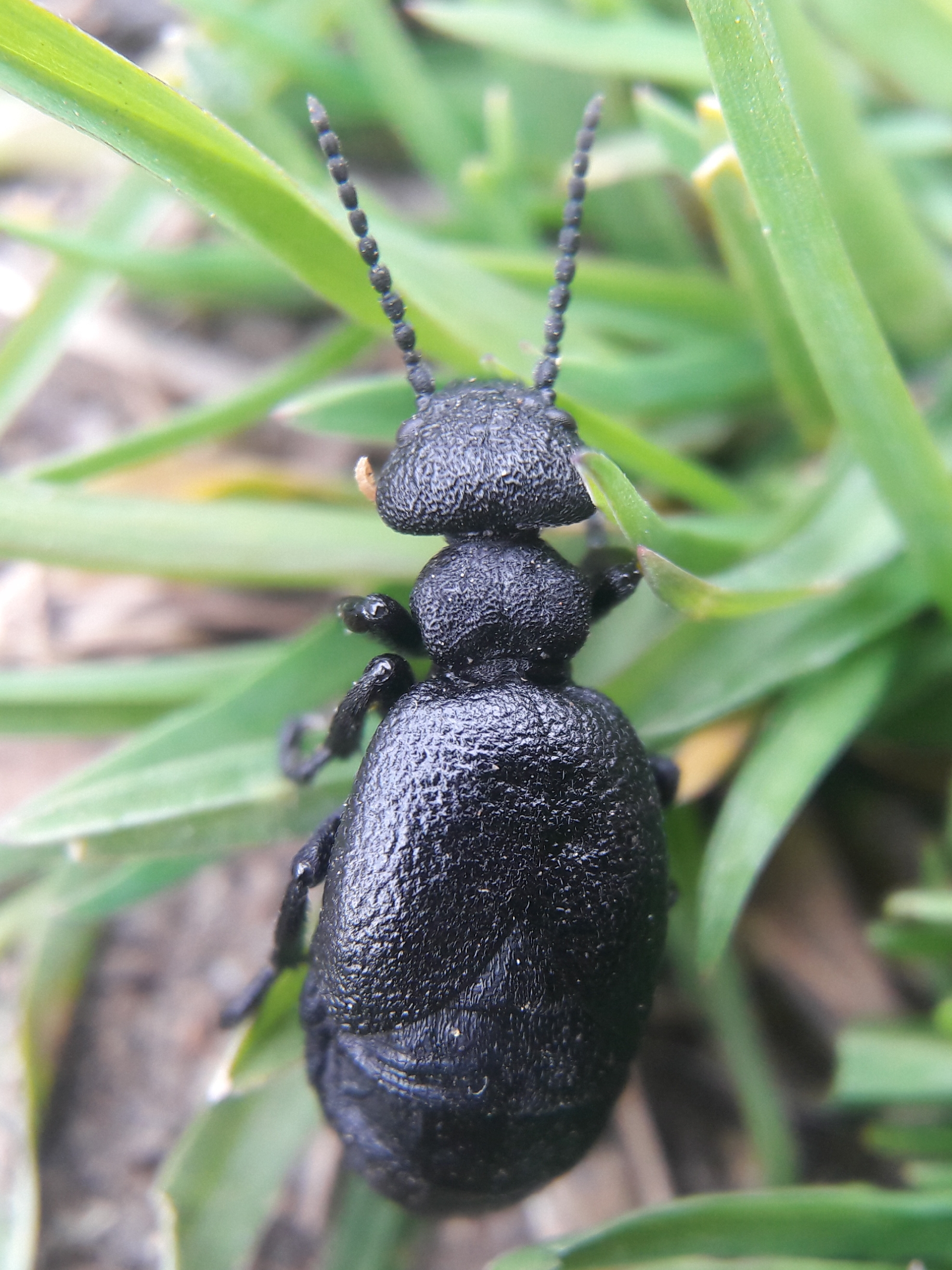 Meloe brevicollis - tar nünüke