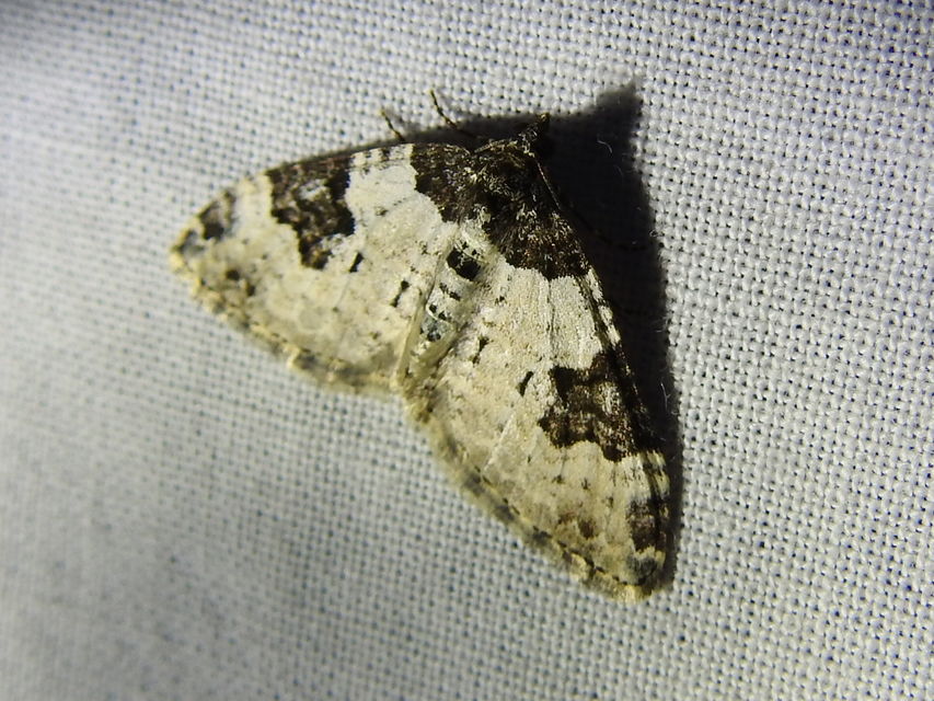 Xanthorhoe fluctuata - közönséges tarkaaraszoló