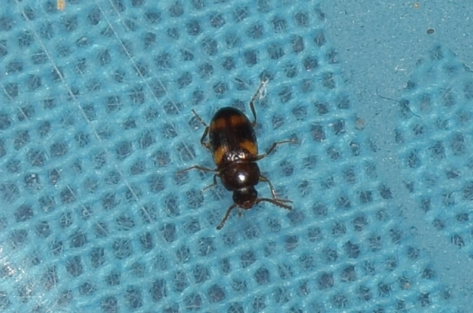 Alphitophagus bifasciatus - alomlakó gyászbogár