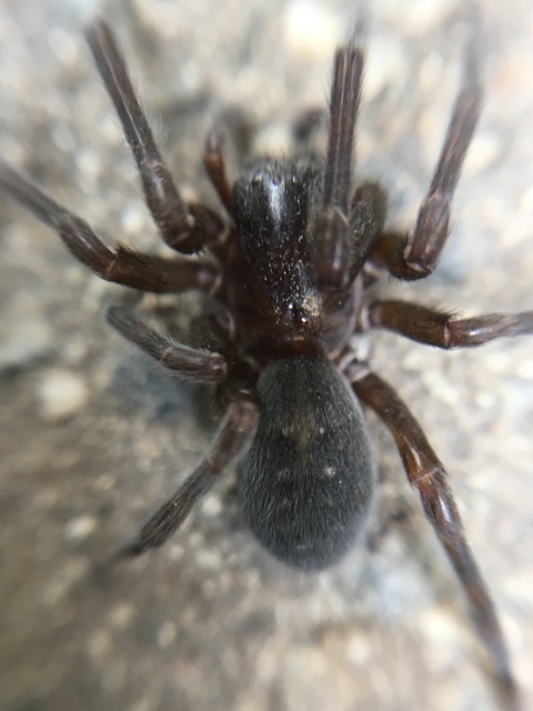 Amaurobius