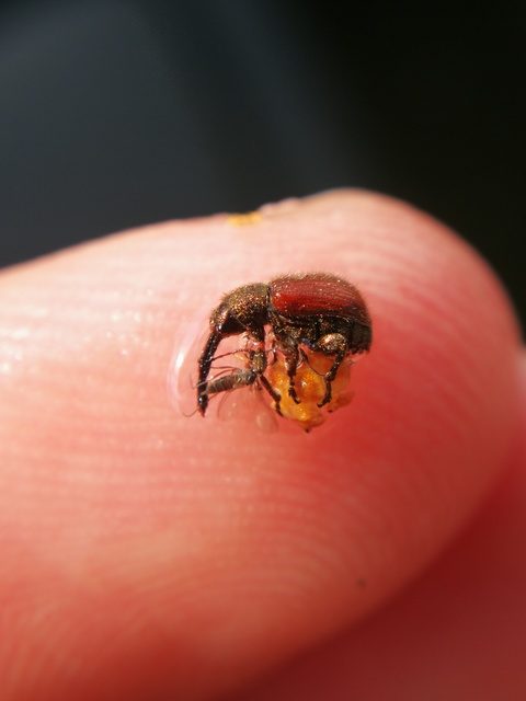 Tatianaerhynchites aequatus - piros kökényeszelény