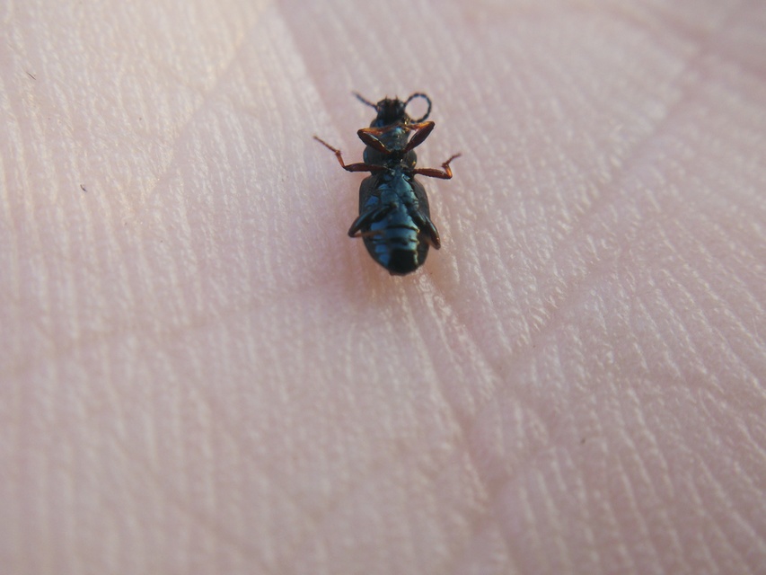 Bembidion