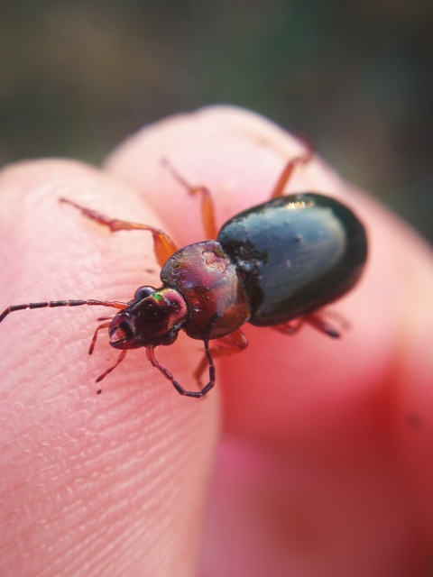 Chlaenius nigricornis - sötétcsápú bűzfutó