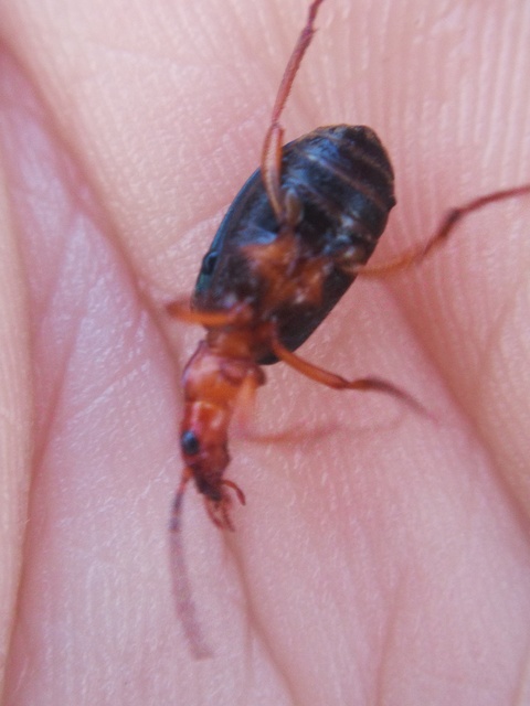 Brachinus explodens - kis pöfögőfutó