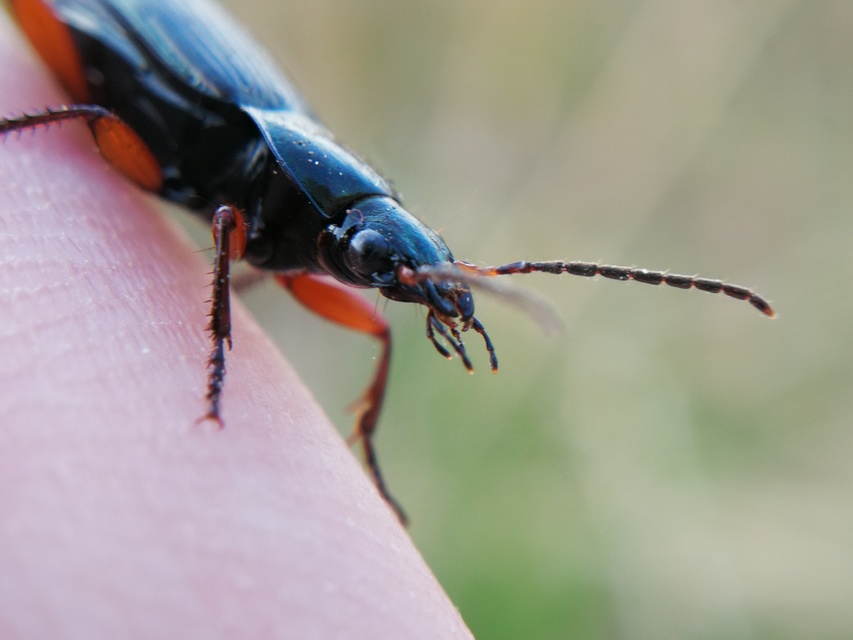 Poecilus cupreus - rezes gyászfutó