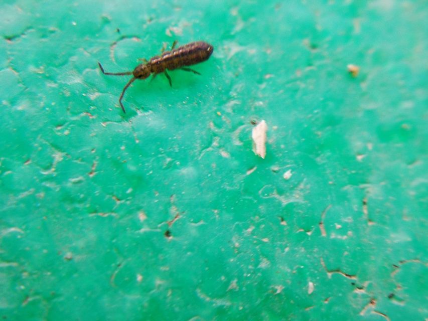 Isotomidae