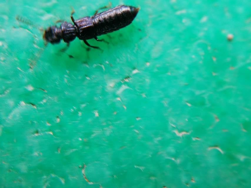 Anotylus Anotylus