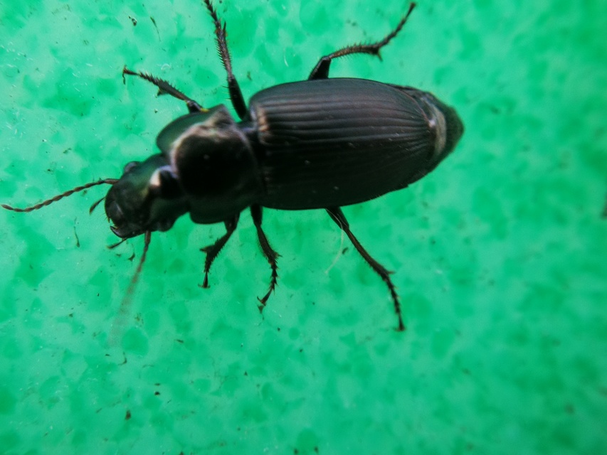 Harpalus distinguendus - mezei lomhafutó