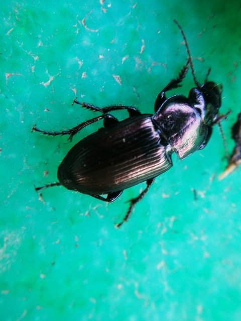 Harpalus distinguendus - mezei lomhafutó