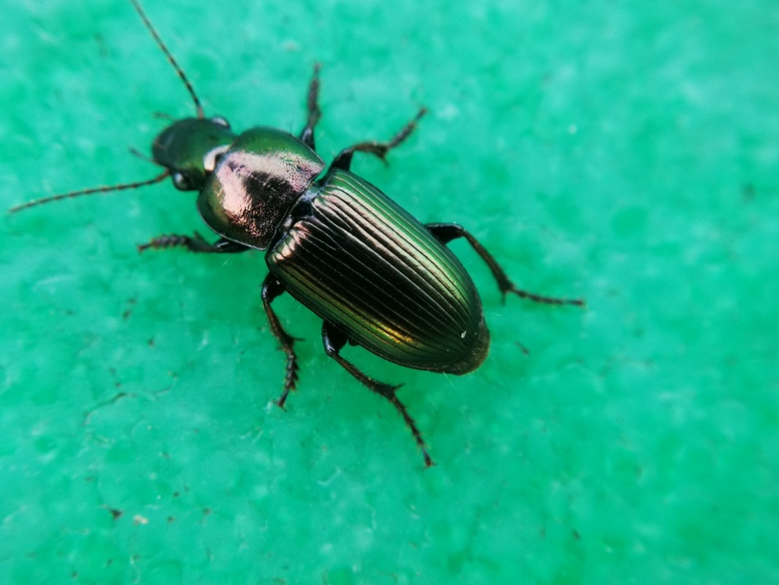 Harpalus distinguendus - mezei lomhafutó