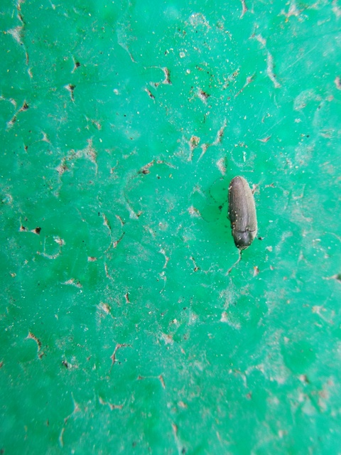 Throscidae - merevbogárfélék