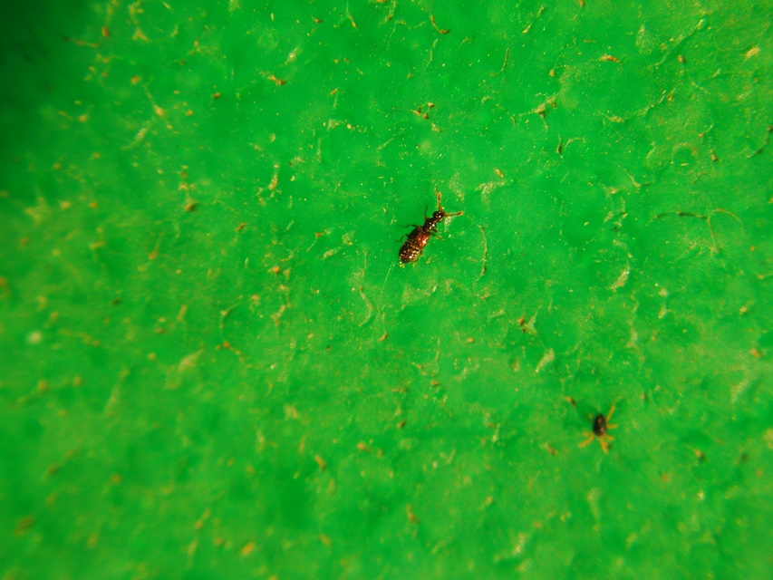 Euplectus
