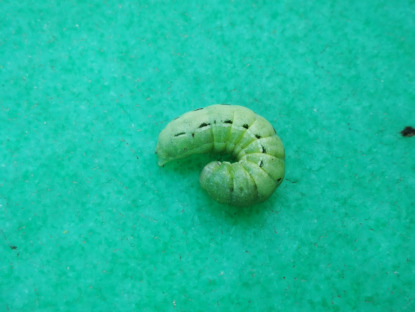 Noctua pronuba - nagy sárgafűbagoly
