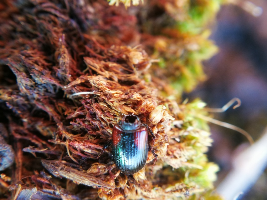 Aphodius varians - változékony trágyabogár