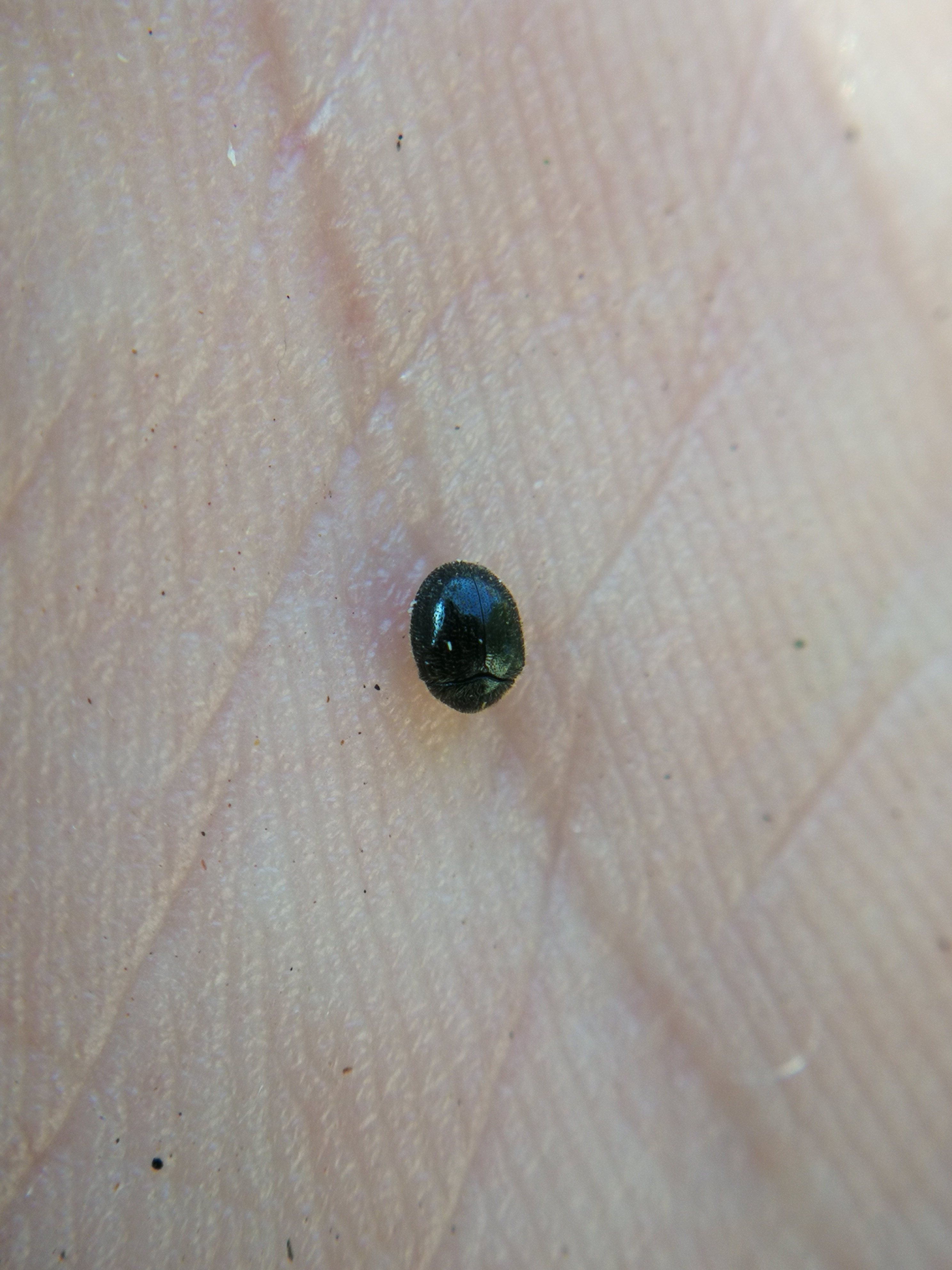 Caenocara affine