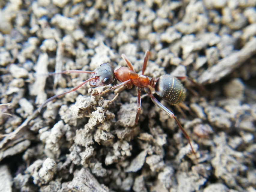 Formica rufibarbis - vörös rabszolgahangya