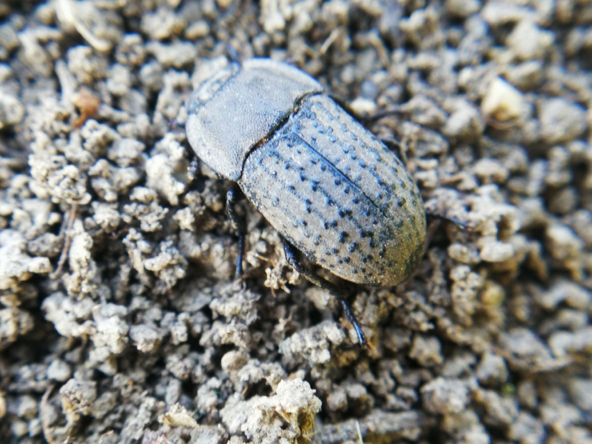 Opatrum sabulosum - sároshátú gyászbogár