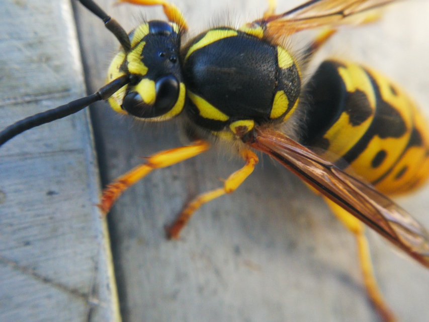 Vespula germanica - német darázs