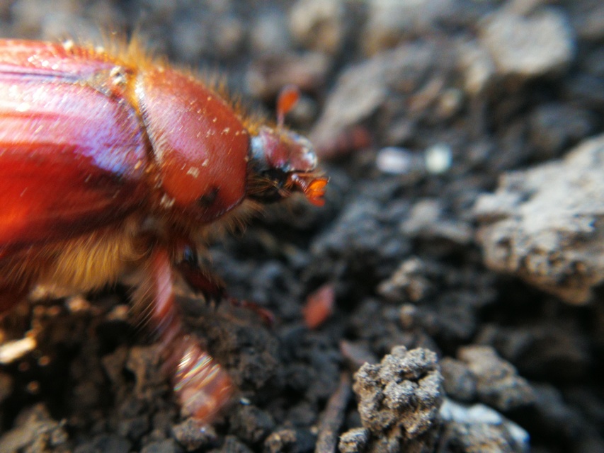 Holochelus aequinoctialis - tavaszeleji cserebogár