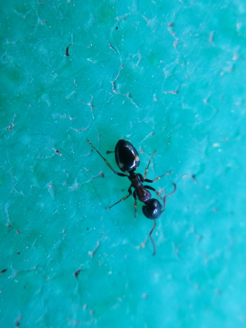 Dolichoderus quadripunctatus - négypettyes erdeihangya