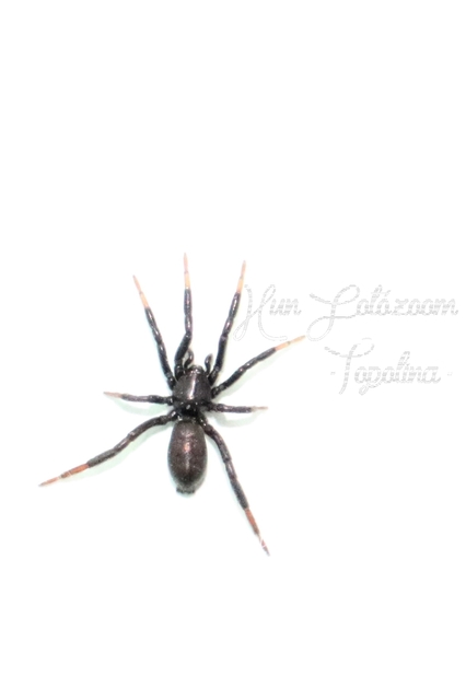 Drassyllus