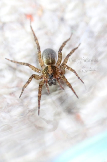Trochosa