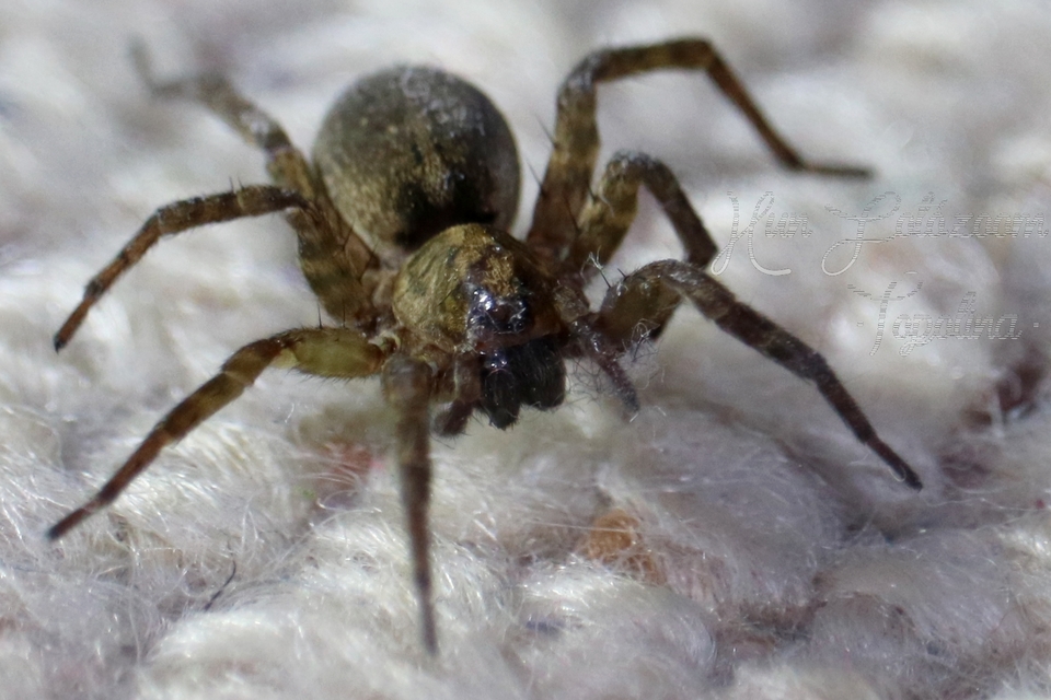 Trochosa