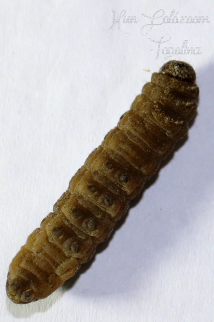 Thalpophila matura - fakó erdeibagoly
