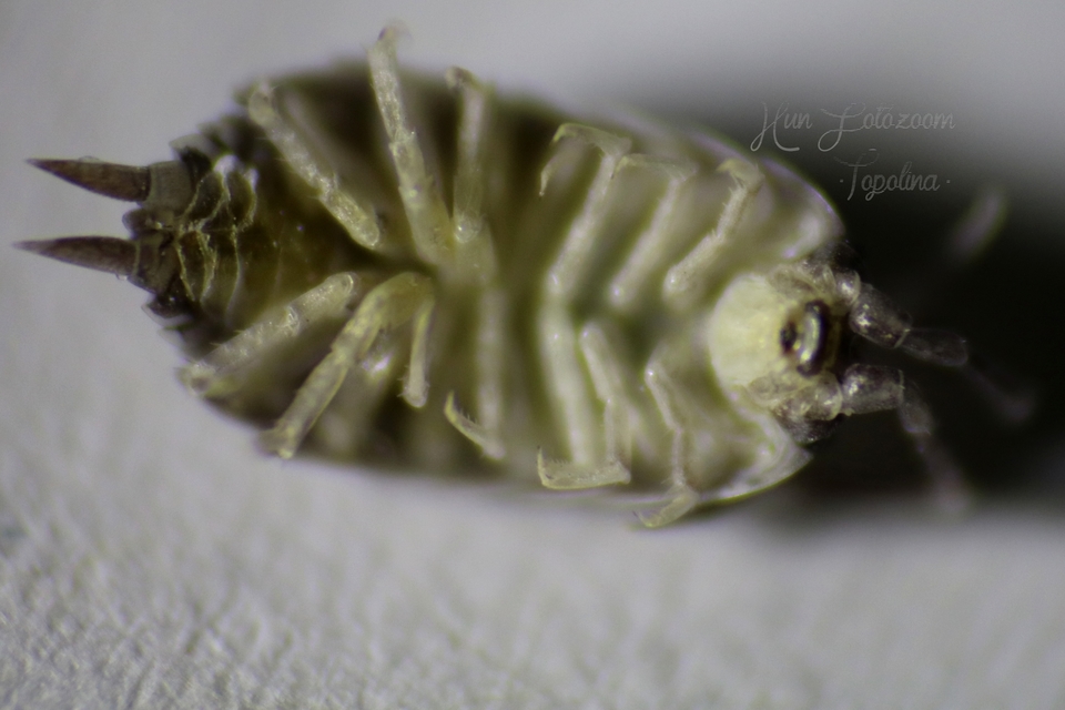 Orthometopon planum - sima ászka