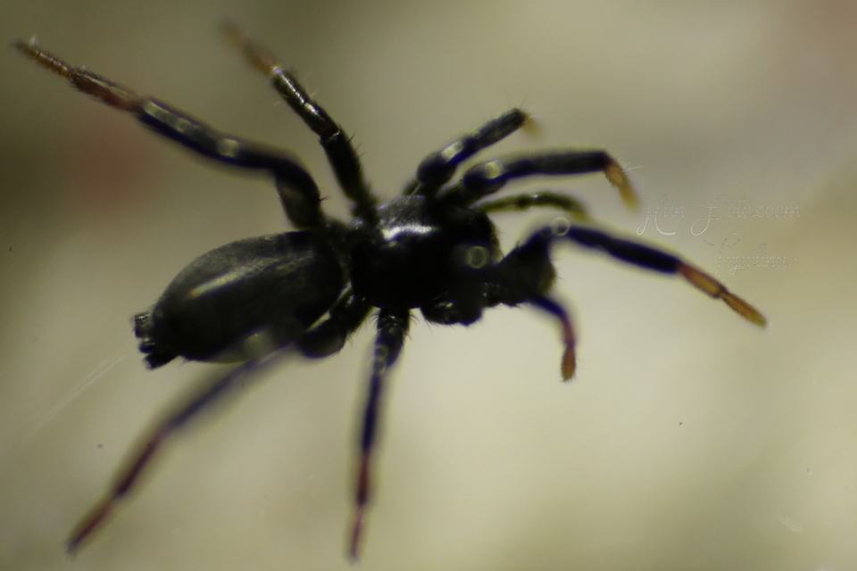 Drassyllus