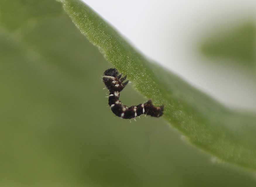 Artiora evonymaria - kecskerágó-araszoló