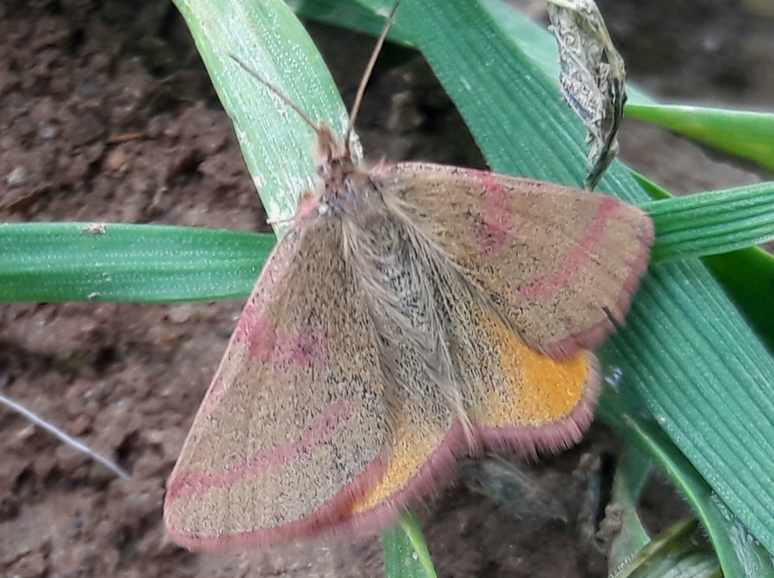 Lythria purpuraria - bíborsávos araszoló